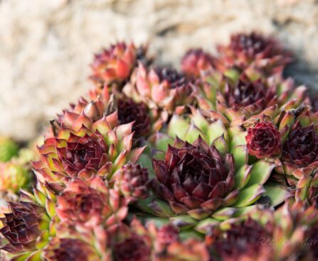 2983_6446_Sempervivum_hybridum.JPG