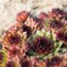 2983_6446_Sempervivum_hybridum.JPG