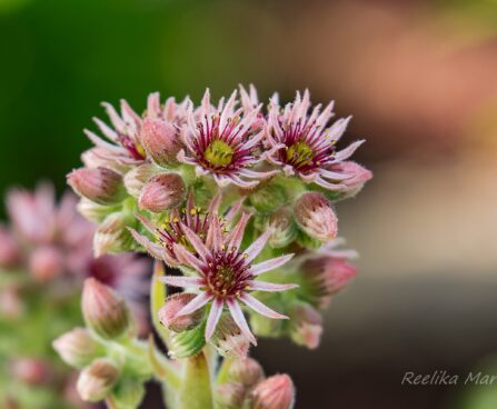 2983_7450_Sempervivum_hybridum_.JPG