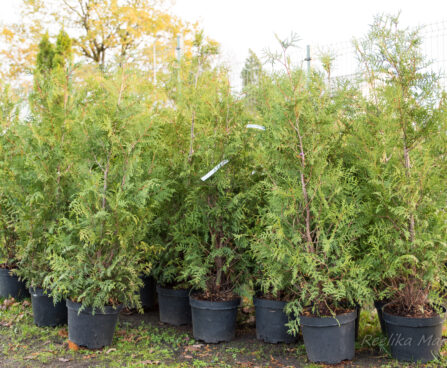 2987_6346_Thuja_occidentalis_Brabant.jpg