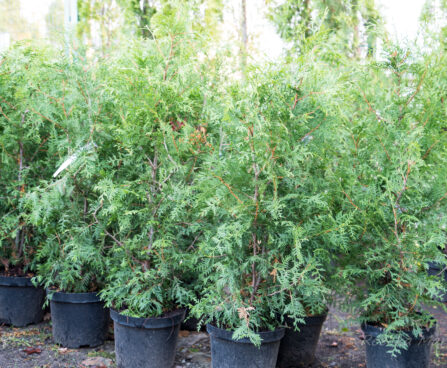 2987_6347_Thuja_occidentalis_Brabant1.jpg