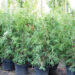 2987_6347_Thuja_occidentalis_Brabant1.jpg