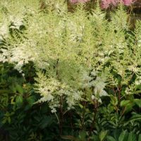 2998_7146_Astilbe_chinensis_Mighty_PlonieDarwinplants.jpg