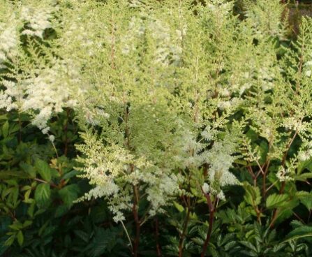 2998_7146_Astilbe_chinensis_Mighty_PlonieDarwinplants.jpg