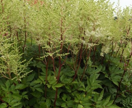 2998_7147_Astilbe_chinensis_Mighty_Plonie_Photo_Darwinplants.jpg