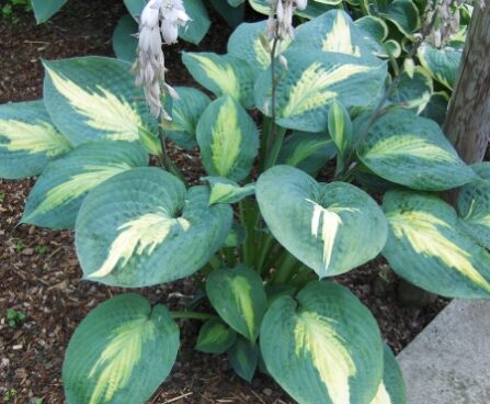 3001_7152_Hosta_Chain_LightningPhoto_Darwinplants.jpg