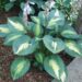 3001_7152_Hosta_Chain_LightningPhoto_Darwinplants.jpg