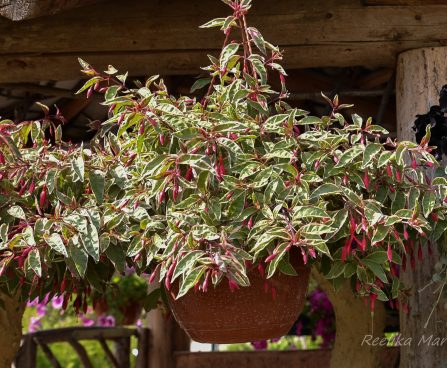 3037_7485_Fuchsia_x_hybrida_Tom_West_.JPG