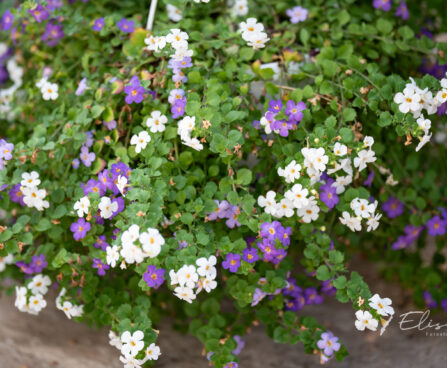 3038_10707_bacopa_suutera_ampel.jpg