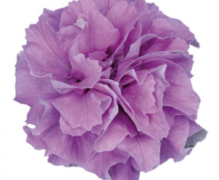 3039_11081_8706150-1_PETUNIA_SURFINIA_DOUBLE_LILACP_petuunia.jpg