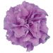 3039_11081_8706150-1_PETUNIA_SURFINIA_DOUBLE_LILACP_petuunia.jpg