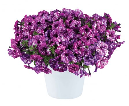 3039_11083_PETUNIA_8705782-PURPLE_POLKA_Petuunia.jpg