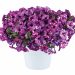 3039_11083_PETUNIA_8705782-PURPLE_POLKA_Petuunia.jpg