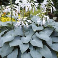 3063_7101_Hosta_Bullet_ProofPhoto_Darwinplants.jpg