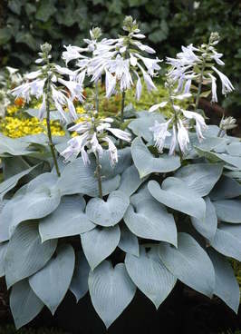 3063_7101_Hosta_Bullet_ProofPhoto_Darwinplants.jpg