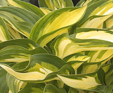 3064_7104_Hosta_Lakeside_Little_Tuft_Photo_Darwinplants.jpg