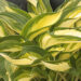 3064_7104_Hosta_Lakeside_Little_Tuft_Photo_Darwinplants.jpg