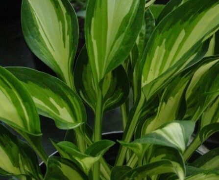 3064_7105_Hosta_Lakeside_Little_Tuft_1_Photo_Darwinplants.jpg