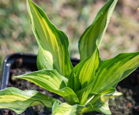 3064_8328_Hosta_Lakeside_Little_Tuft.JPG