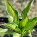 3064_8328_Hosta_Lakeside_Little_Tuft.JPG