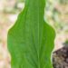 3065_8297_Hosta_Miracle_Lemony.JPG