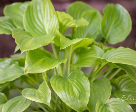 3065_9493_Hosta_Miracle_Lemony.jpg