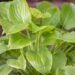 3065_9493_Hosta_Miracle_Lemony.jpg