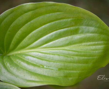 3065_9494_Hosta_Miracle_Lemony2.jpg