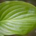 3065_9494_Hosta_Miracle_Lemony2.jpg