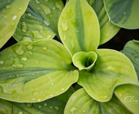 3066_11000_Hosta_Velvet_Moon.jpg