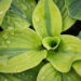 3066_11000_Hosta_Velvet_Moon.jpg