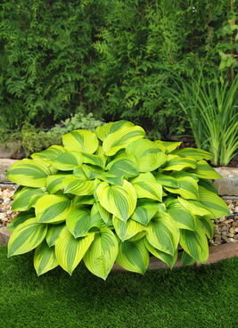 3066_7112_Hosta_Velvet_Moon_Photo_Darwinplants.jpg