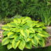 3066_7112_Hosta_Velvet_Moon_Photo_Darwinplants.jpg