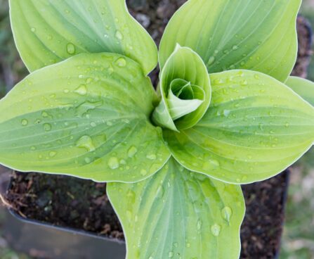 3066_8343_Hosta_Velvet_Moon.JPG