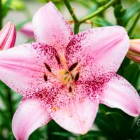 3068_10283_Lilium_asiatic_hybrids_Cogoleto_liilia.jpg