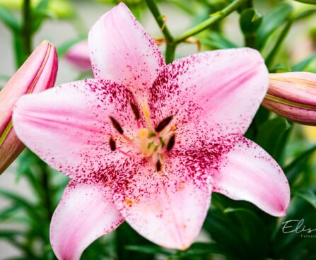 3068_10283_Lilium_asiatic_hybrids_Cogoleto_liilia.jpg