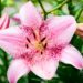 3068_10283_Lilium_asiatic_hybrids_Cogoleto_liilia.jpg