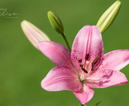 3068_8777_Lilium_asiatic_hybrid_Cogoleto_4.JPG