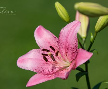 3068_8778_Lilium_asiatic_hybrid_Cogoleto_2.JPG