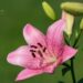 3068_8778_Lilium_asiatic_hybrid_Cogoleto_2.JPG