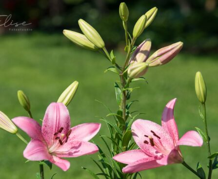 3068_8779_Lilium_asiatic_hybrid_Cogoleto_3.JPG