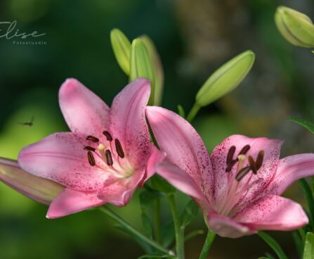 3068_8780_Lilium_asiatic_hybrid_Cogoleto.JPG