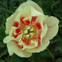 3069_7121_Paeonia_Itoh_Border_Charm_Photo_Darwinplants.jpg