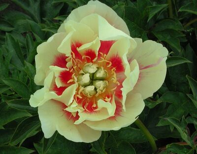 3069_7121_Paeonia_Itoh_Border_Charm_Photo_Darwinplants.jpg