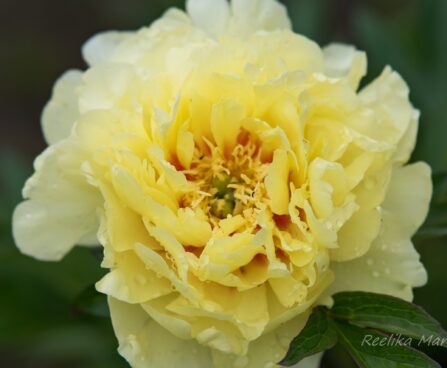 3069_8663_Paeonia_Itoh_Border_Charm_2.JPG