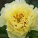 3069_8663_Paeonia_Itoh_Border_Charm_2.JPG