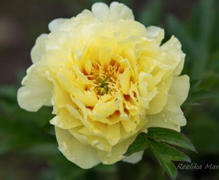 3069_8664_Paeonia_Itoh_Border_Charm.JPG