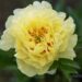 3069_8664_Paeonia_Itoh_Border_Charm.JPG