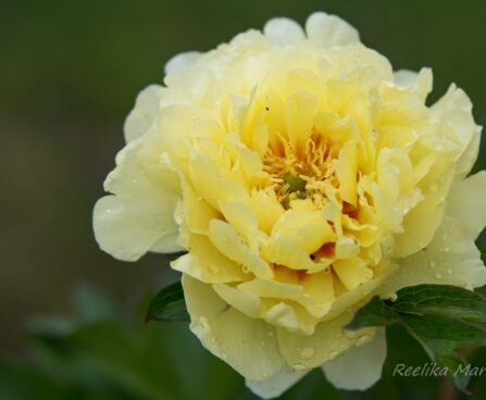 3069_8666_Paeonia_Itoh_Border_Charm_3.JPG