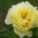 3069_8666_Paeonia_Itoh_Border_Charm_3.JPG